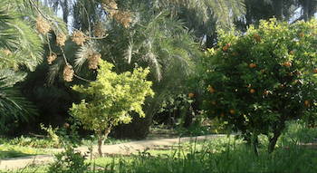 Herbaria Miscela di Spezie Bio - Tajine di Marrakech - Piccantino