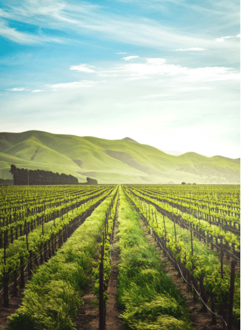 Roses-Green-Plan-Morocco-Travel-Blog