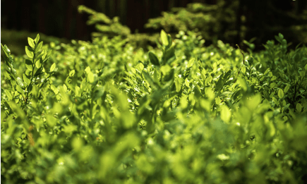 ONNSA-mint-tea-Morocco-Travel-Blog