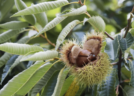 chestnut-tree-morocco-travel-blog