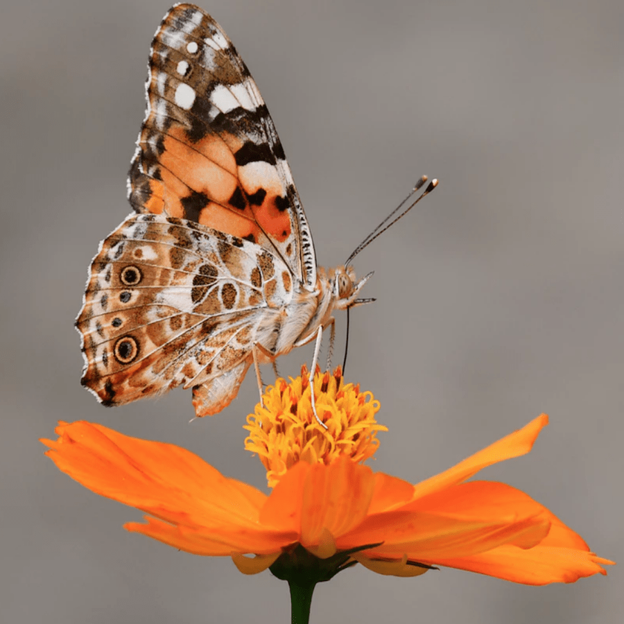 Agriculture-Insects-Morocco-Travel-Blog