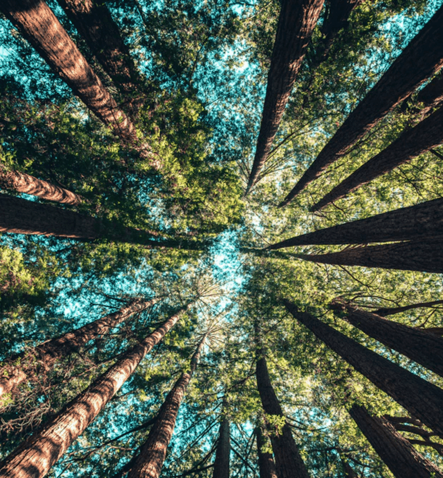 National-Tree-Day-Morocco-Travel-Blog