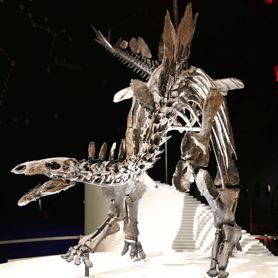 Thyreophorans-Fossil-Middle-Atlas-Morocco-Travel-Blog