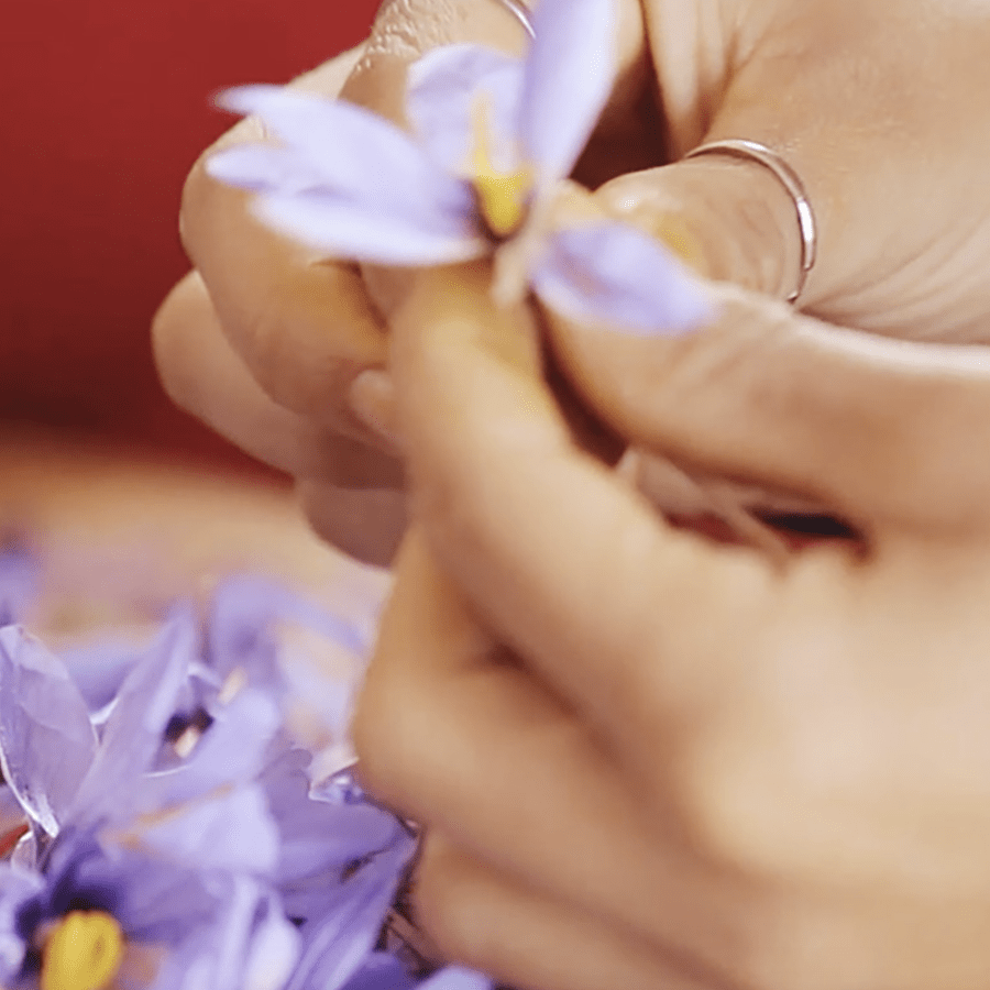 Yves-Saint-Laurent-Garden-Saffron-Pistil-Ourika-Valley-Morocco-Travel-Blog