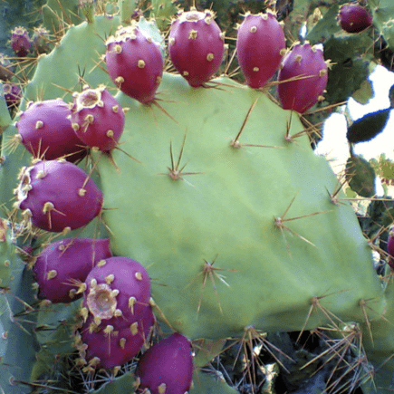 Prickly-Pair-Morocco-Travel-Blog