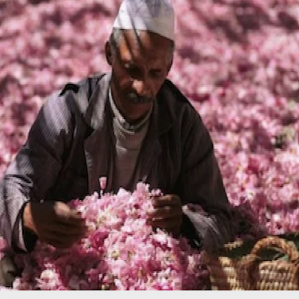 Valley-of-Roses-El Kellat-des-Mgouna-Morocco-Travel-Blog