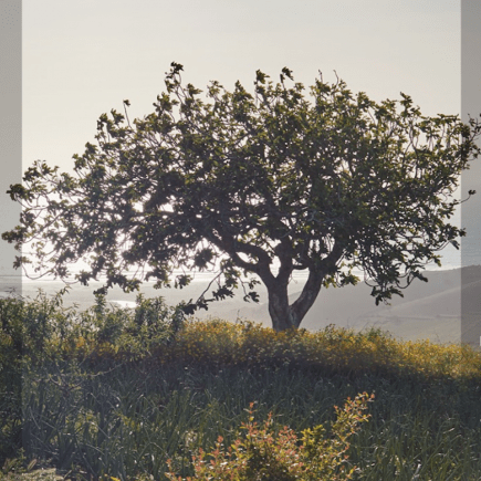 A-Dreamed-Garden-YSL-Photography-Morocco-Travel-Blog