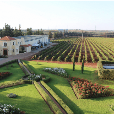 Wine Vineyards in Volubilis 