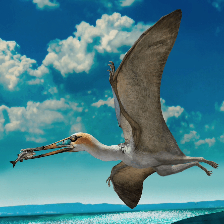 New Pterosaurs Species Found In Sahara Confirms New Golden Age For