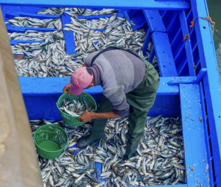 Essaouira-fishing-port-atlantic-coast-morocco-travel-blog