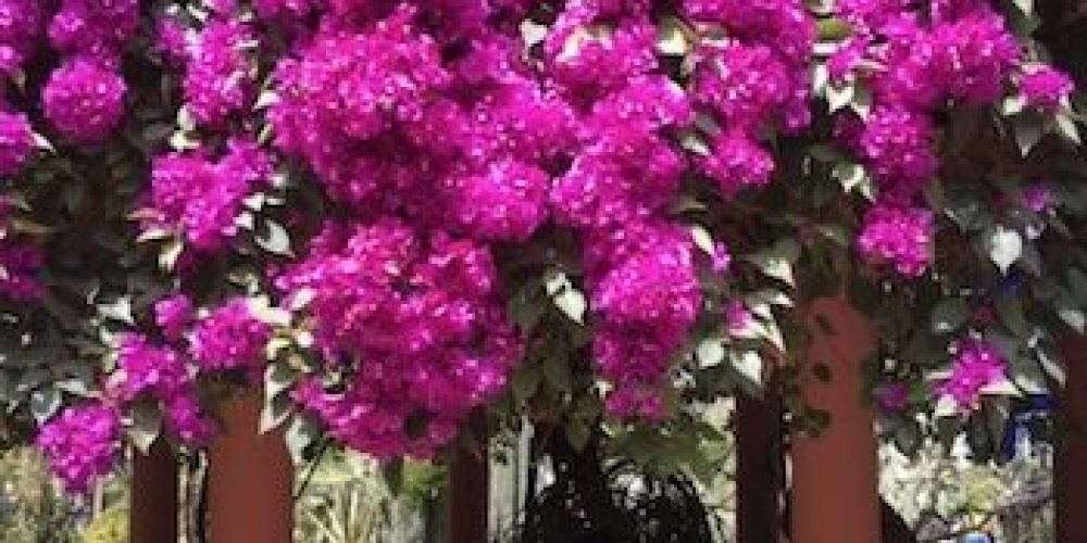 Majorelle Gardens, Marrakech